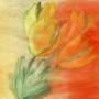tulips.jpg